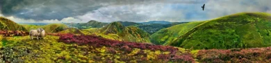 Long Mynd to Church Stretton - zoomed out - hares and sheep