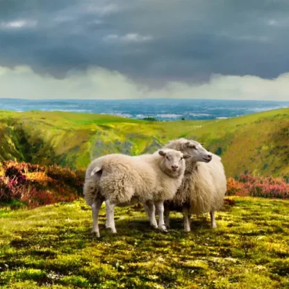 Long Mynd zoomed out - sheep - 7 foot 8 inches long - Image 2