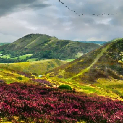 Long Mynd zoomed out - sheep - 7 foot 8 inches long - Image 4